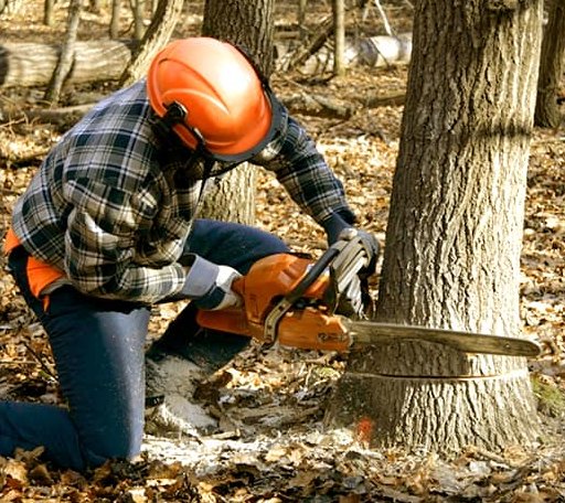 Tree Removal in Burlington, ND